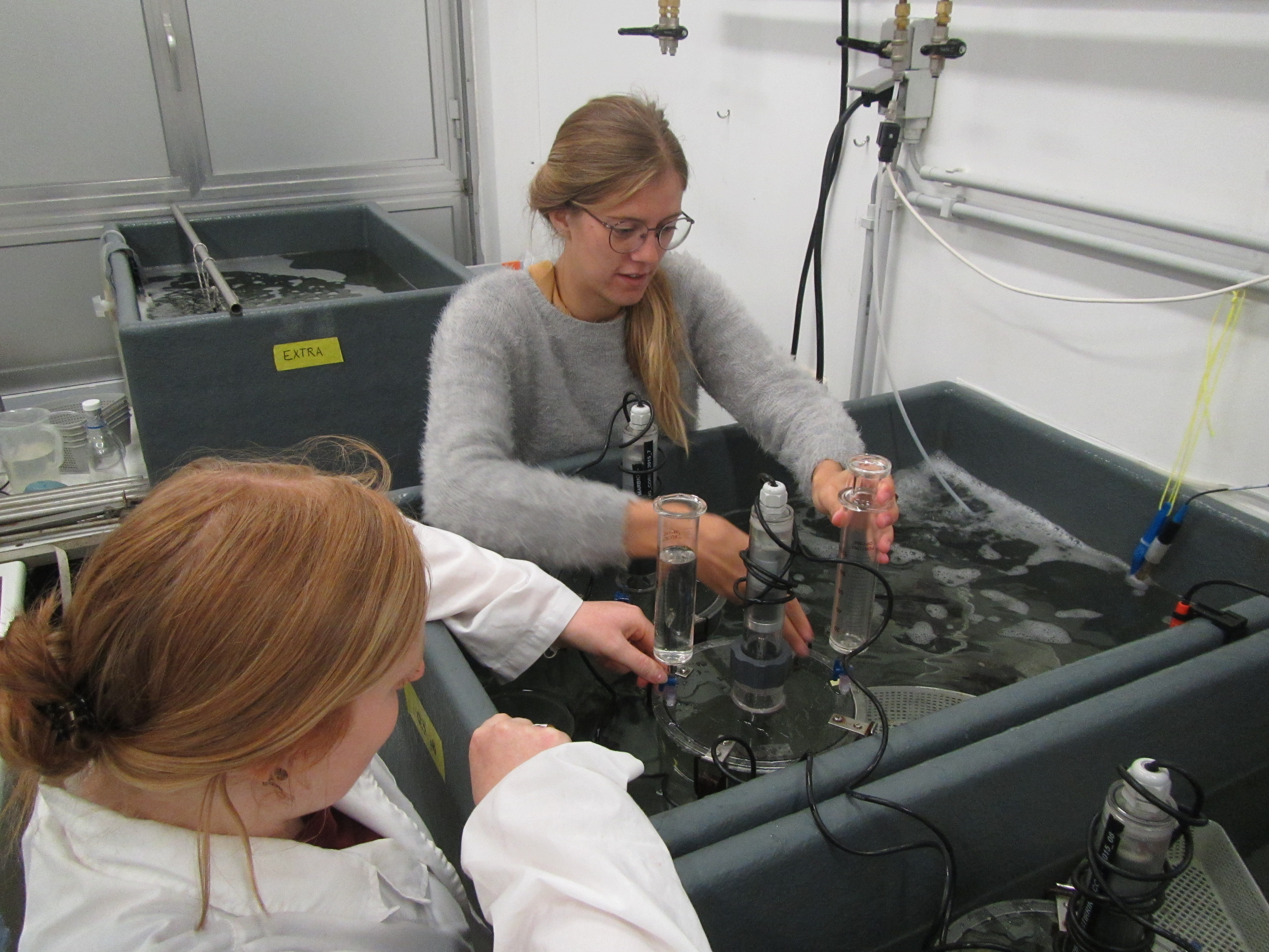 Experimental Marine Ecology <br> and Food Webs